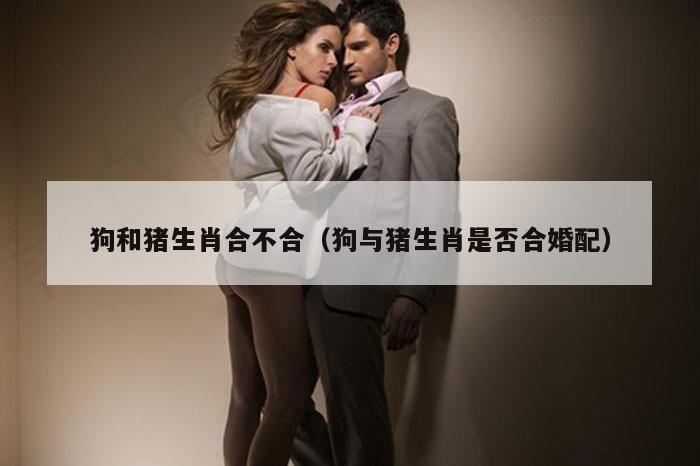 狗和猪生肖合不合（狗与猪生肖是否合婚配）